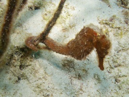 Long Snout Seahorse IMG 6101